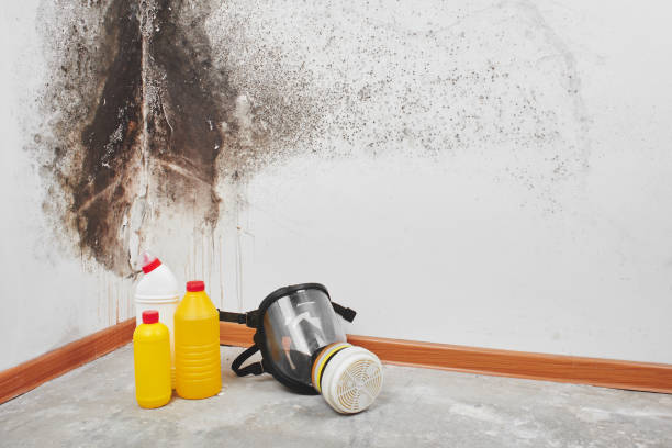 Mold Testing and Removal in Merlin, OR