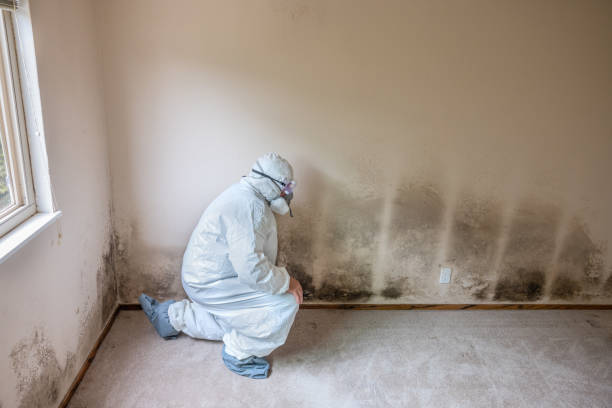 Best Residential Mold Removal  in Merlin, OR