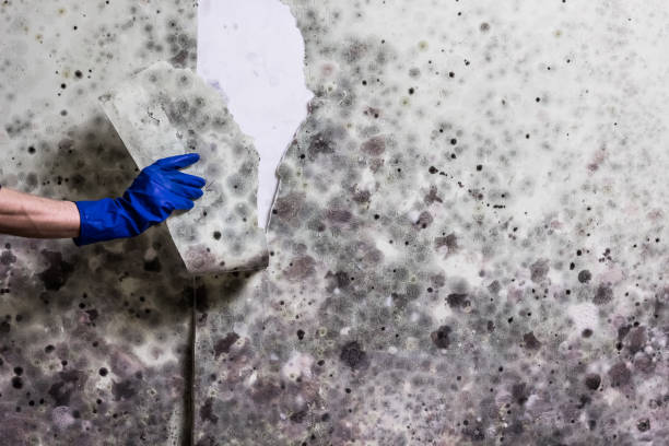 Reliable Merlin, OR Mold Removal Solutions